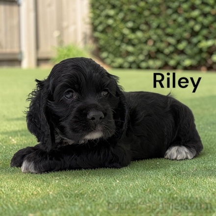puppy, for, sale, Cocker Spaniel, Joe & Cherri  Overlease, dog, breeder, Miller, MO, dog-breeder, puppy-for-sale, forsale, nearby, find, puppyfind, locator, puppylocator, aca